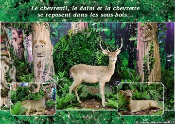 Exposition La Forêt Enchantée (34) Chevreuil Daim Chevrette